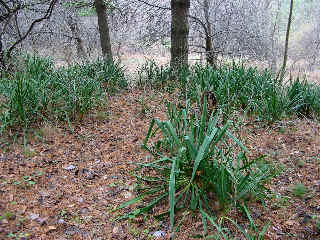 Yacca Plants 2006