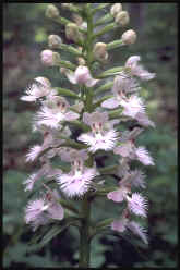 Platanthera gradiflora.